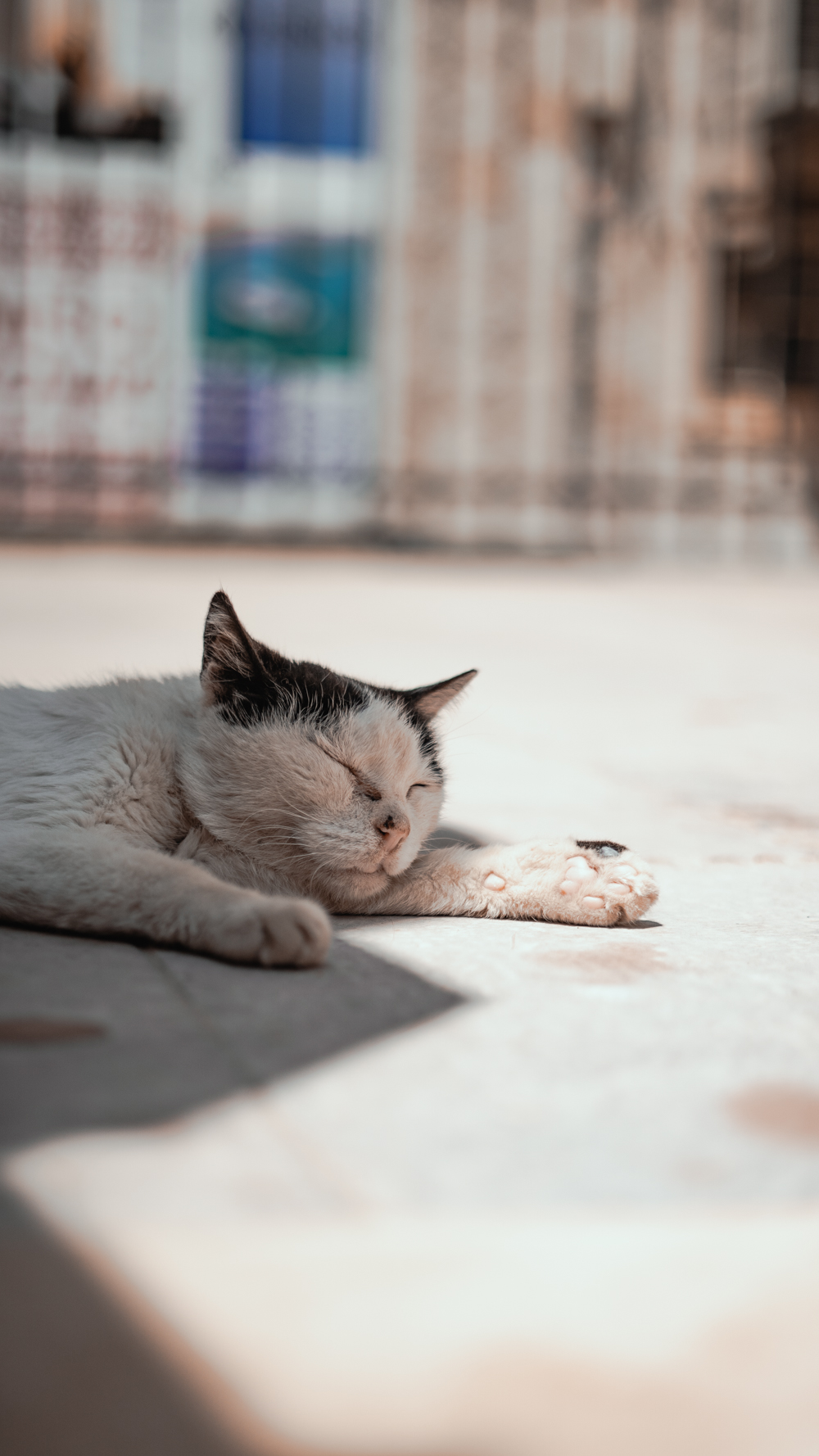 #chat #croatie