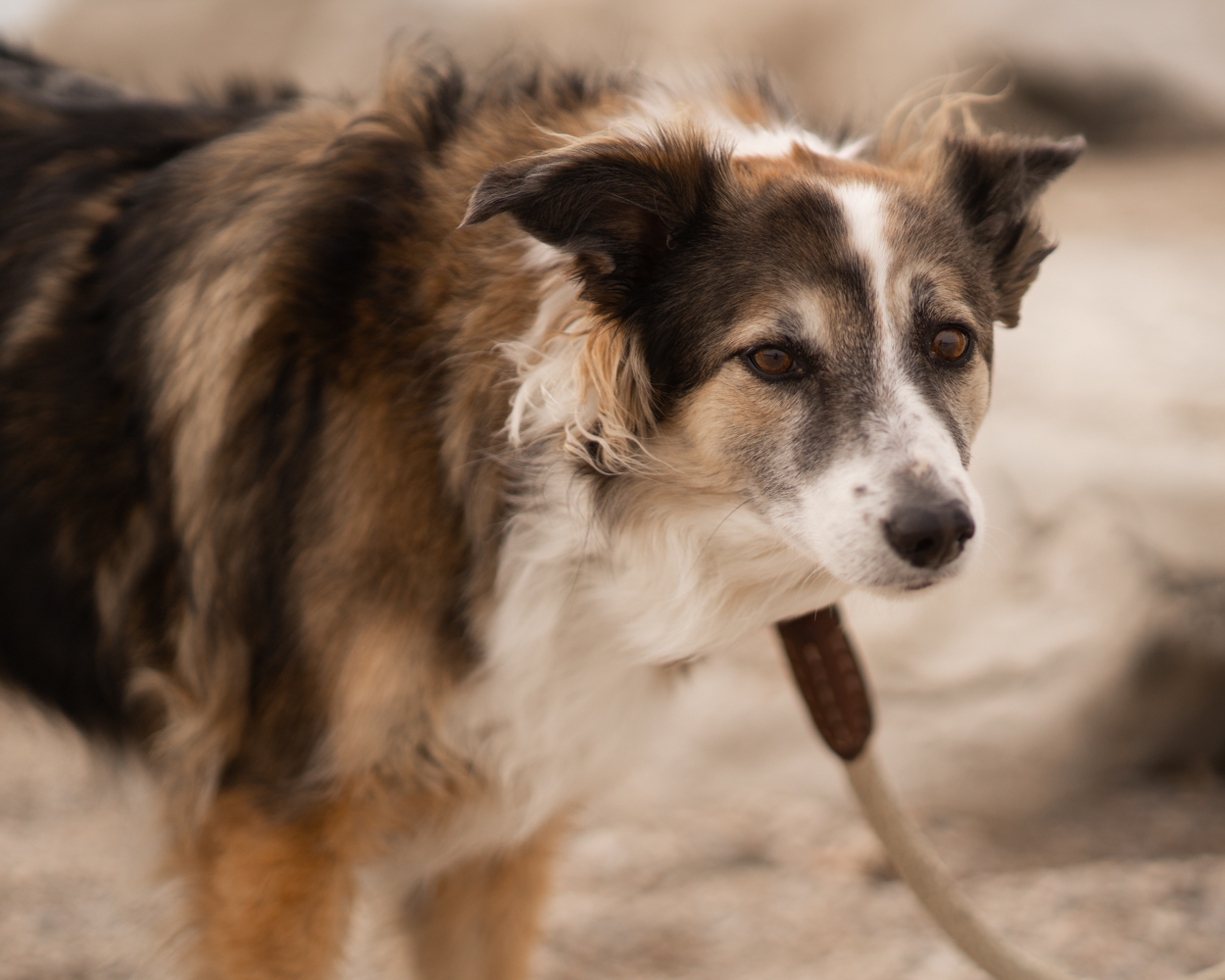 #chien #plage