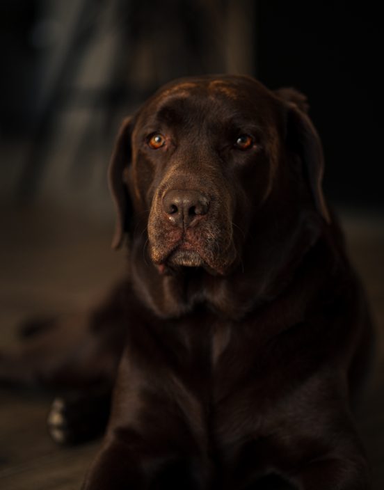 photo de chien photographe var toulon